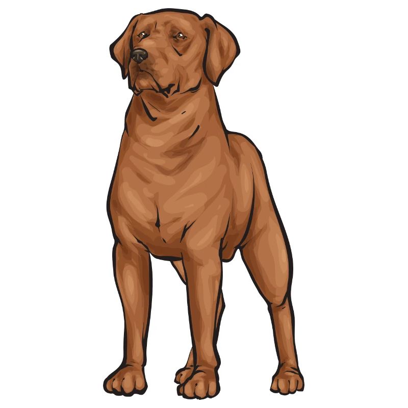 Fuchsroter Labrador Retriever Fox Red Labrador