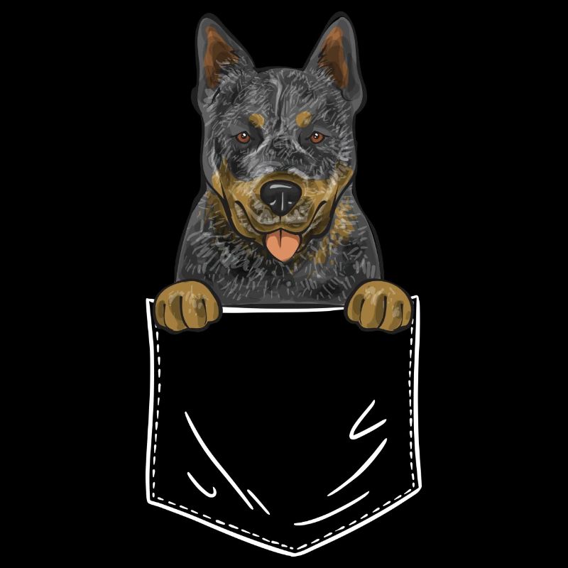 Bouvier australien Red Blue Heeler