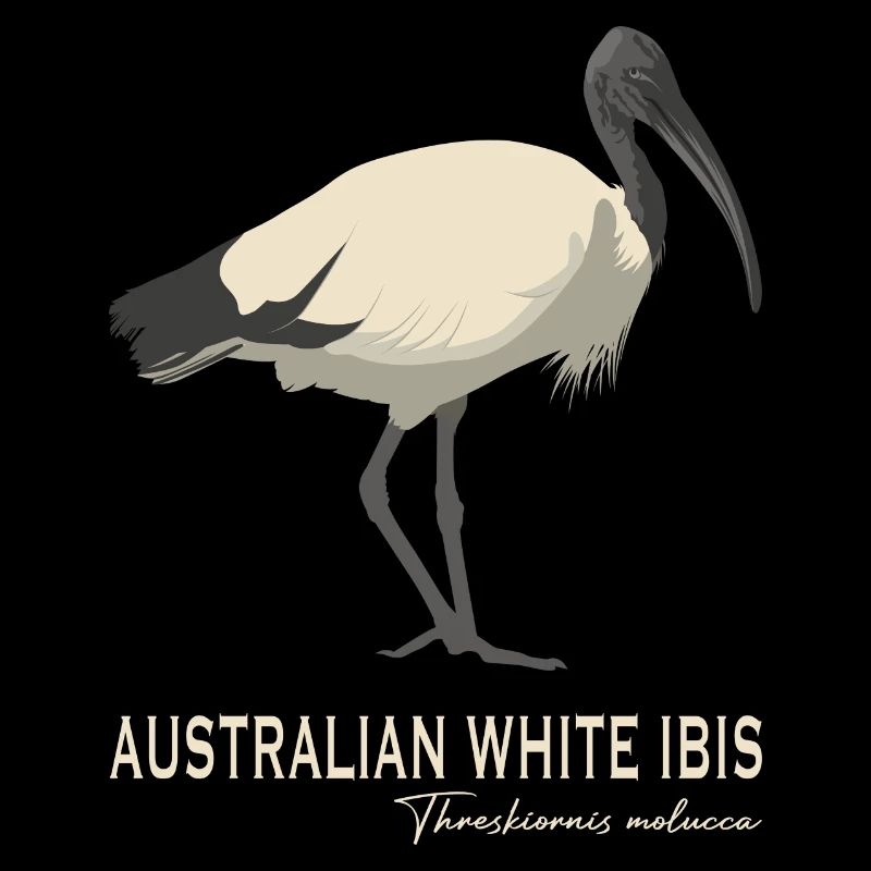 Ibis blanc australien