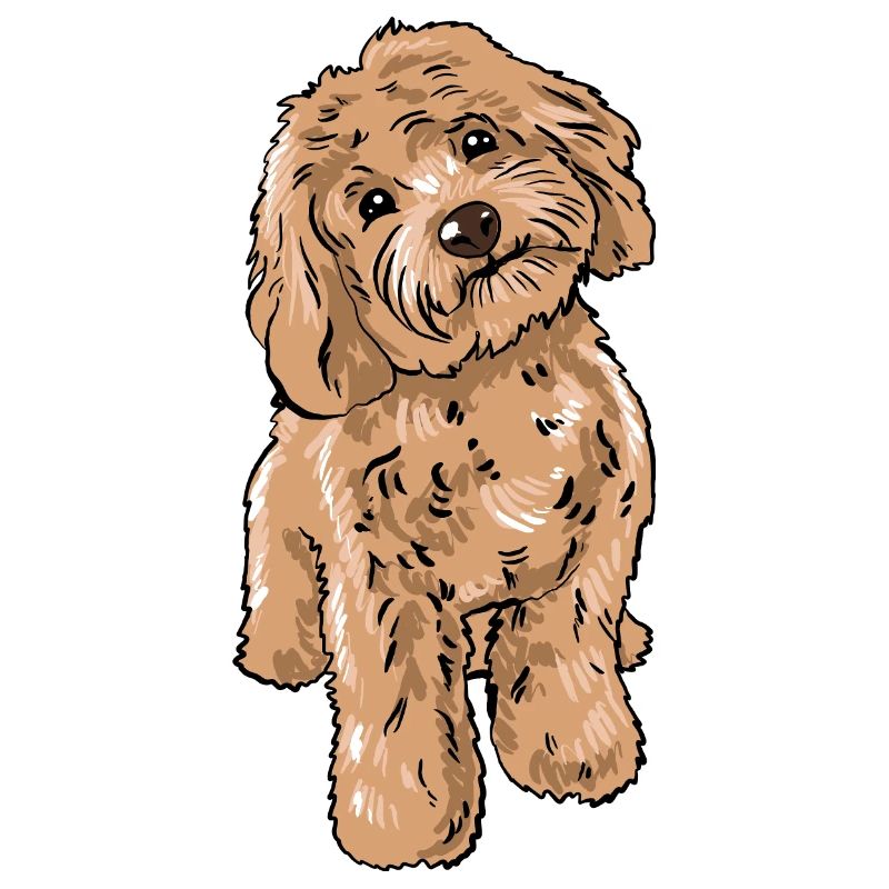 Cockapoo Dog