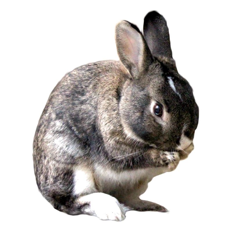 rabbit