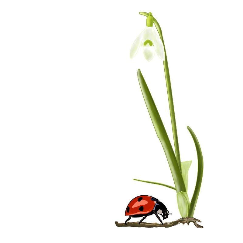 Spring, snowdrops, ladybugs