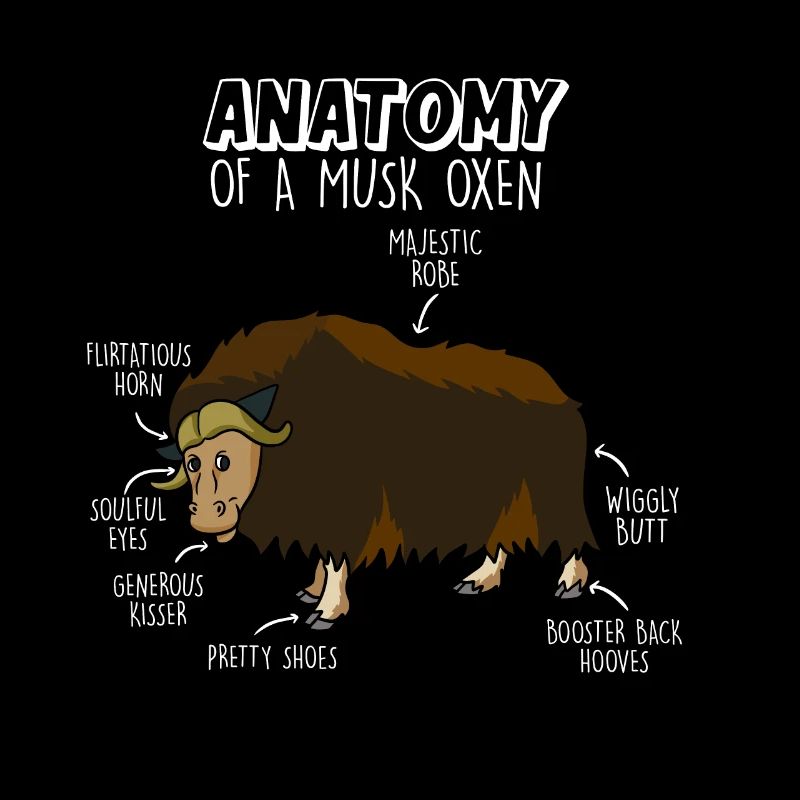 Cadeau d’anatomie de bœuf musqué