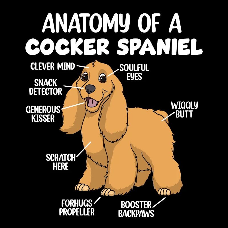Anatomie eines Cocker Spaniels