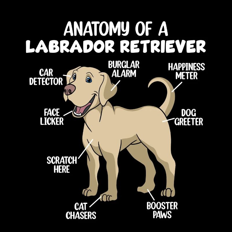 Anatomie eines Labrador Retrievers