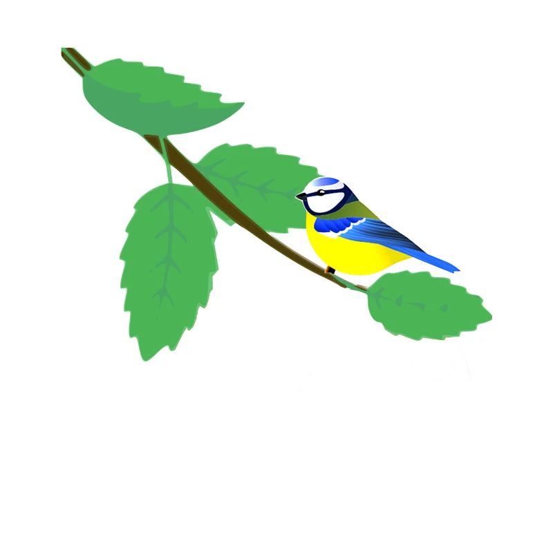 Mésange bleue