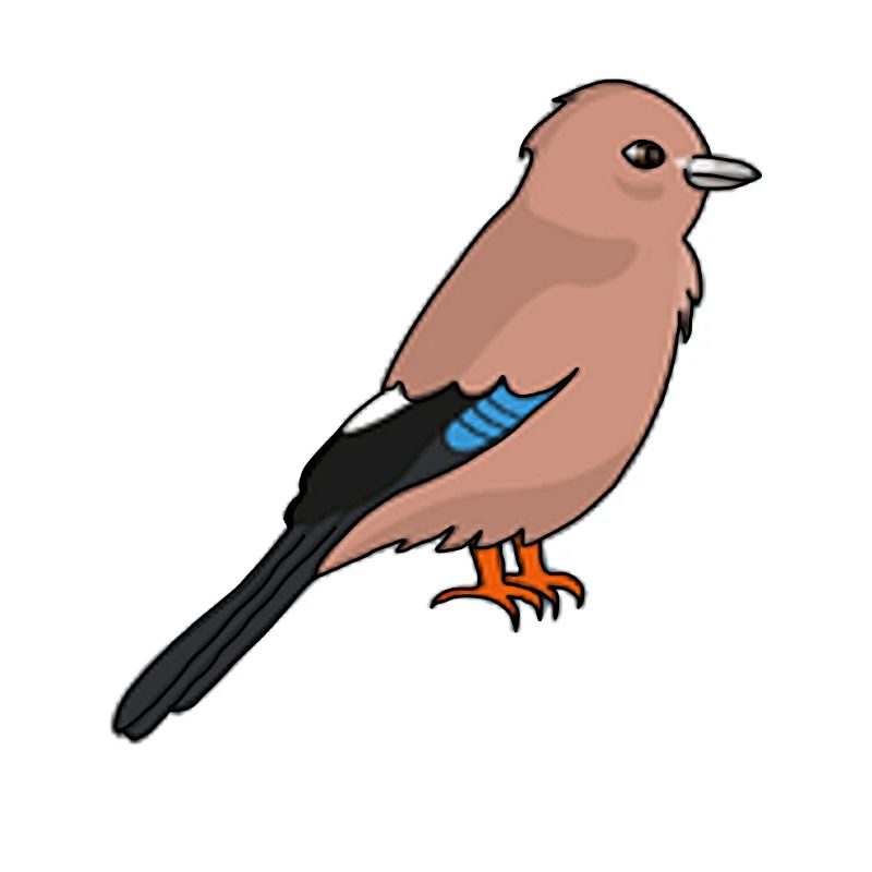 Jay