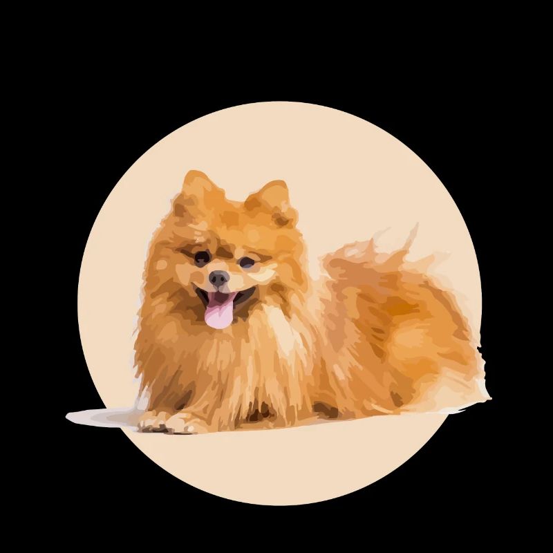 Red Spitz