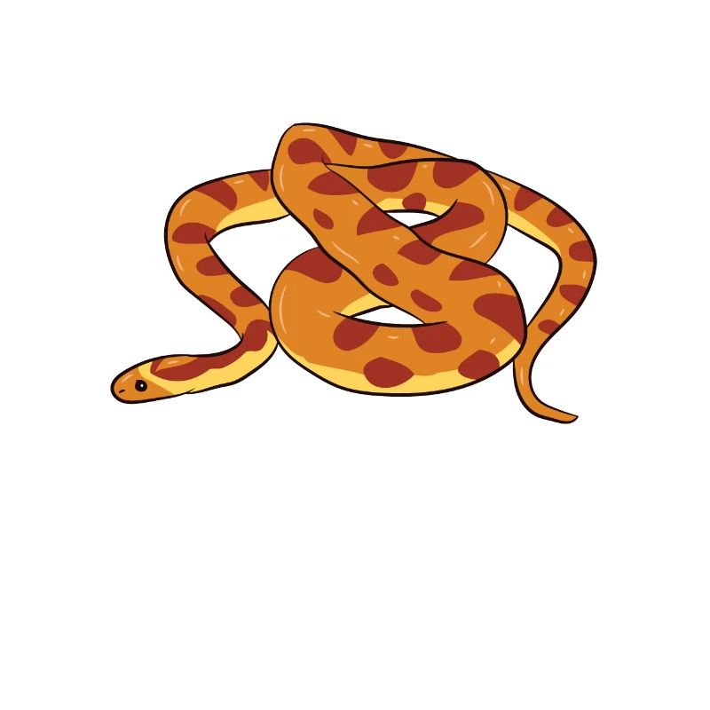 Corn Snake - Coiled up snake