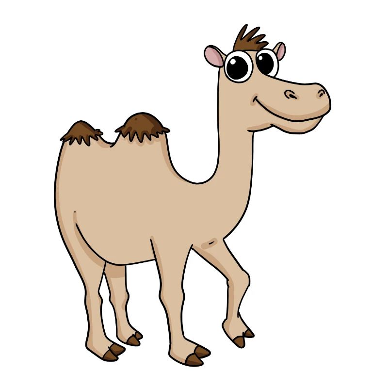Cute camel