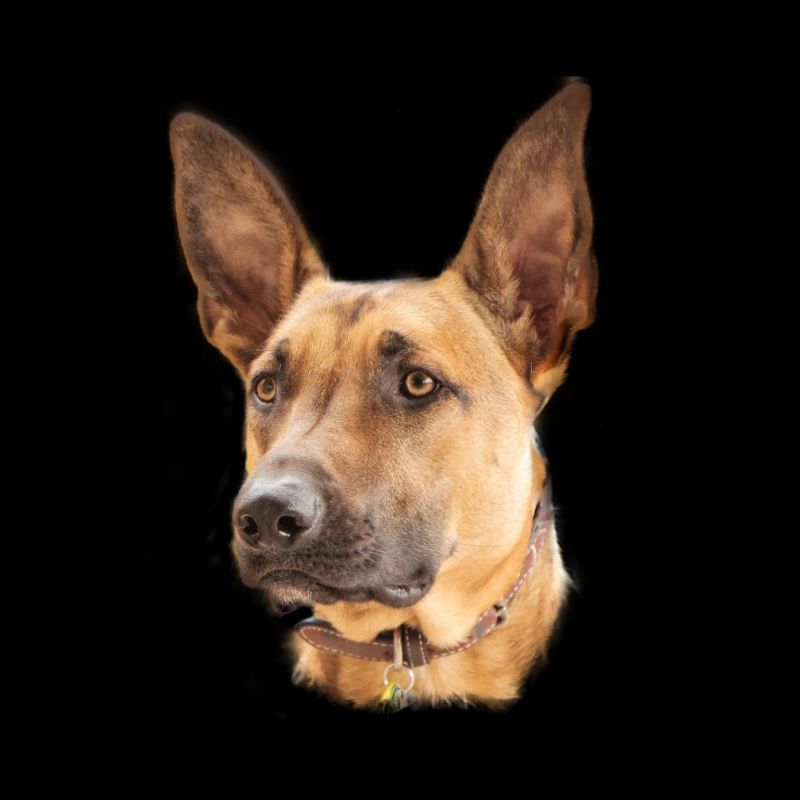 Cadeau de conception de chien belge malinois
