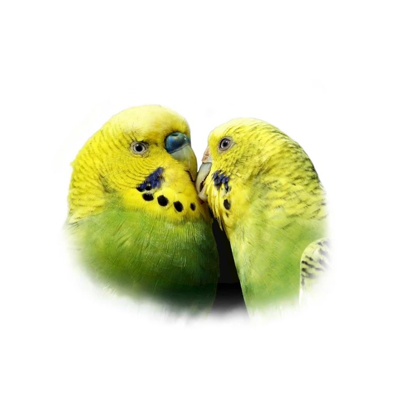 Perruches baiser oiseau design cadeau