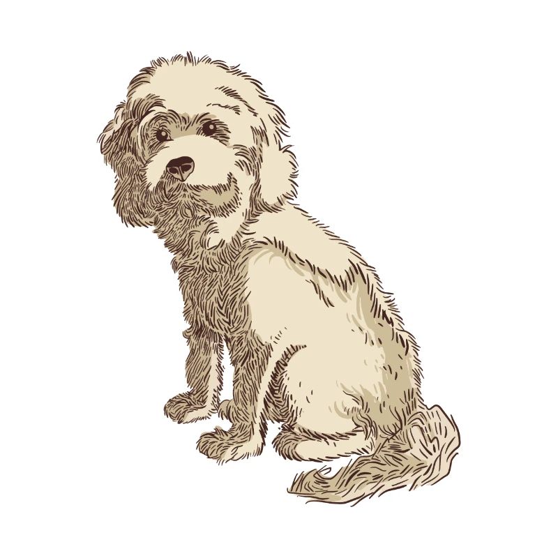 Cockapoo dog drawing of a cockapoo