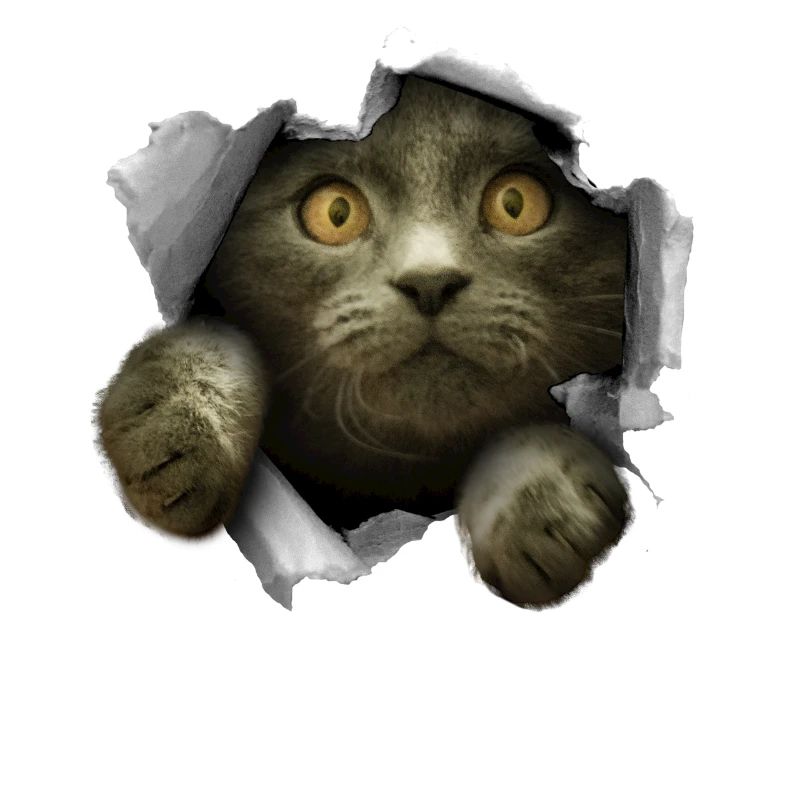 Chaton fêlé chat mignon