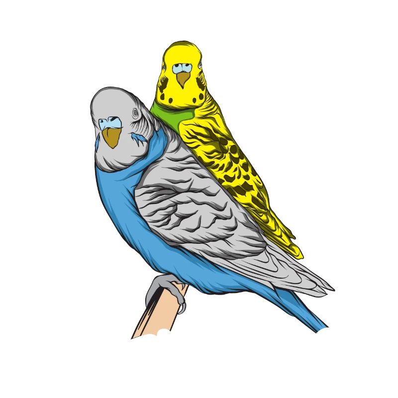 Budgerigar