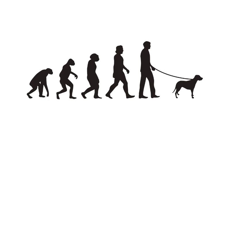 Brandlbracke Evolution Bracke chien de chasse