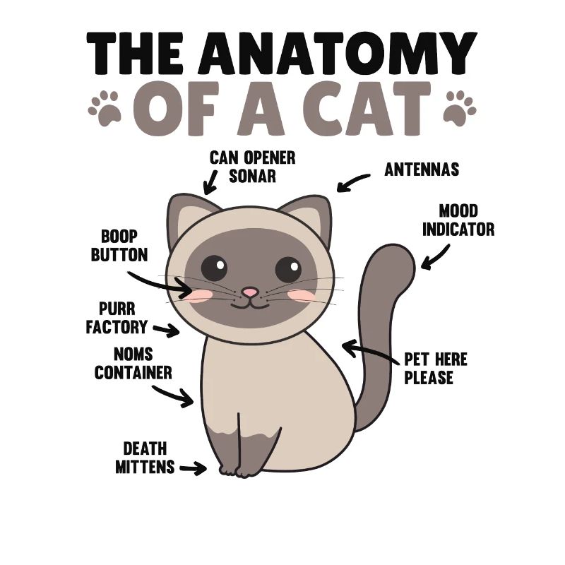 l’anatomie d’un chat explication d’un chat