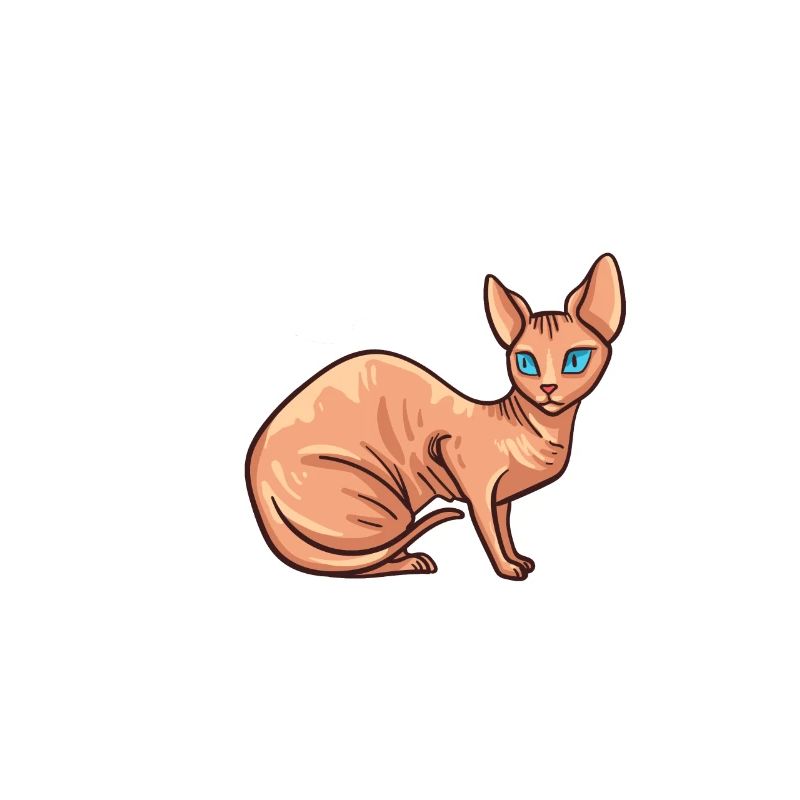 Sphynx Chat Sphinx Chaton sans poils Egypte