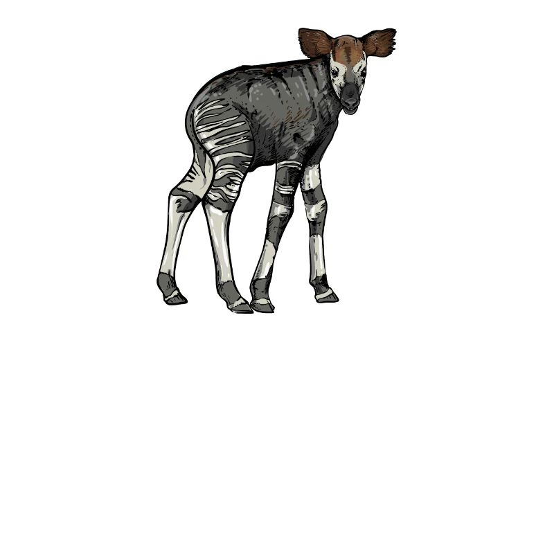 Okapi I Forest Giraffe from the Rainforest for