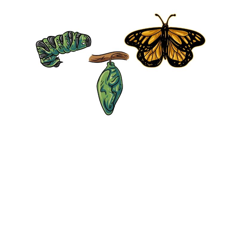 Évolution papillon