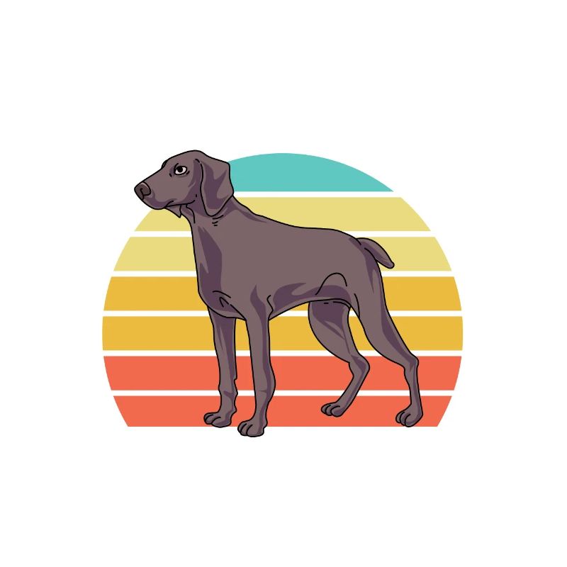 Weimaraner