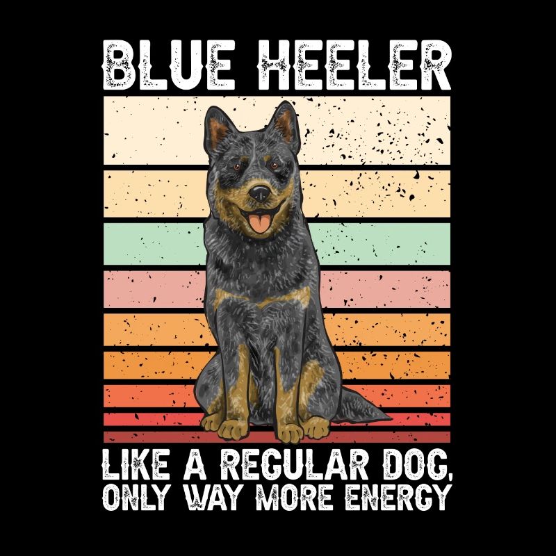Bouvier australien Red Blue Heeler