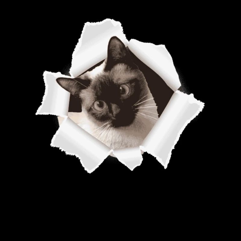 Chat mignon qui sort d’un trou