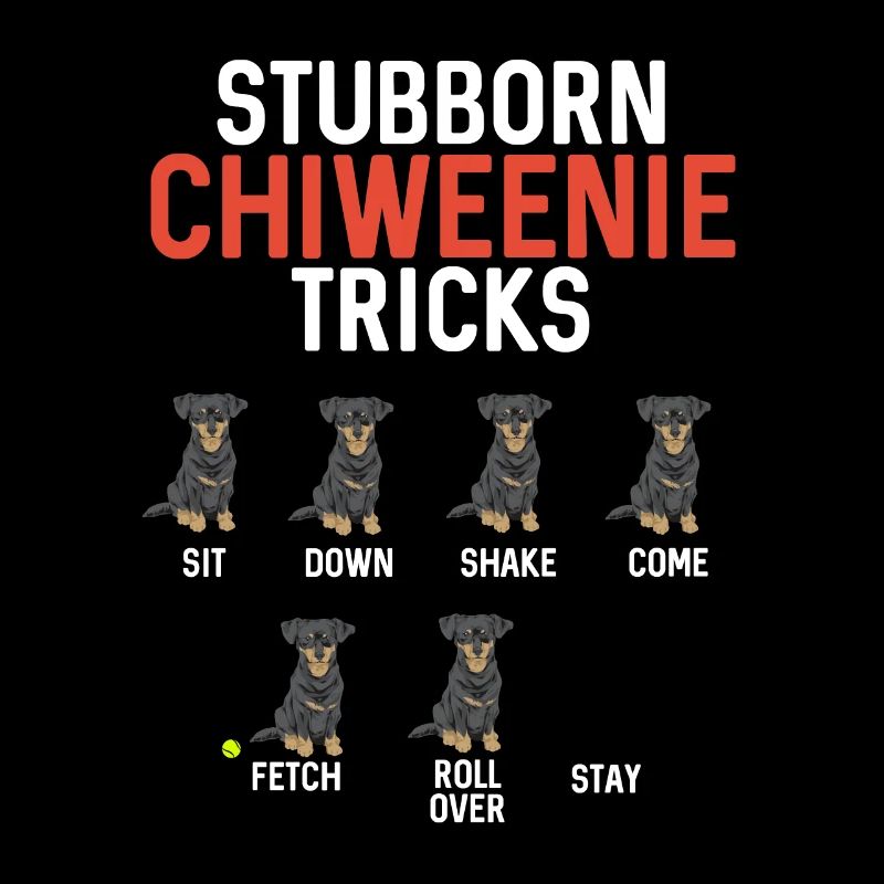 Chiweenie Dog