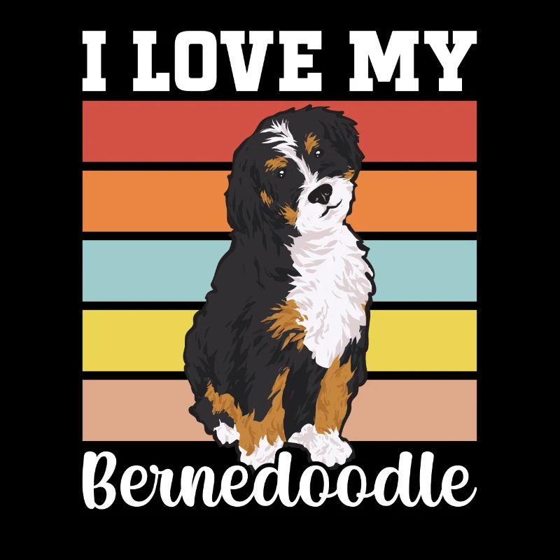 Bernedoodle Hund