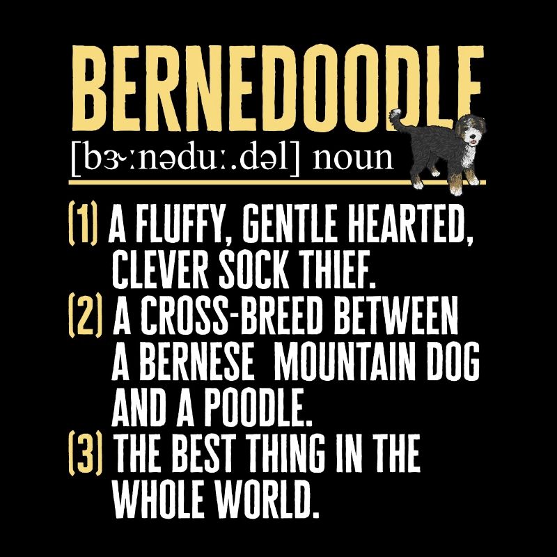 Bernedoodle Hund