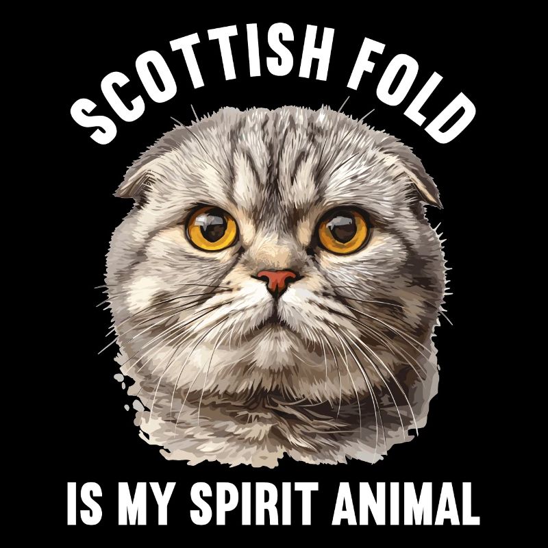 Scottish Fold Kitten Scottish Fold chat