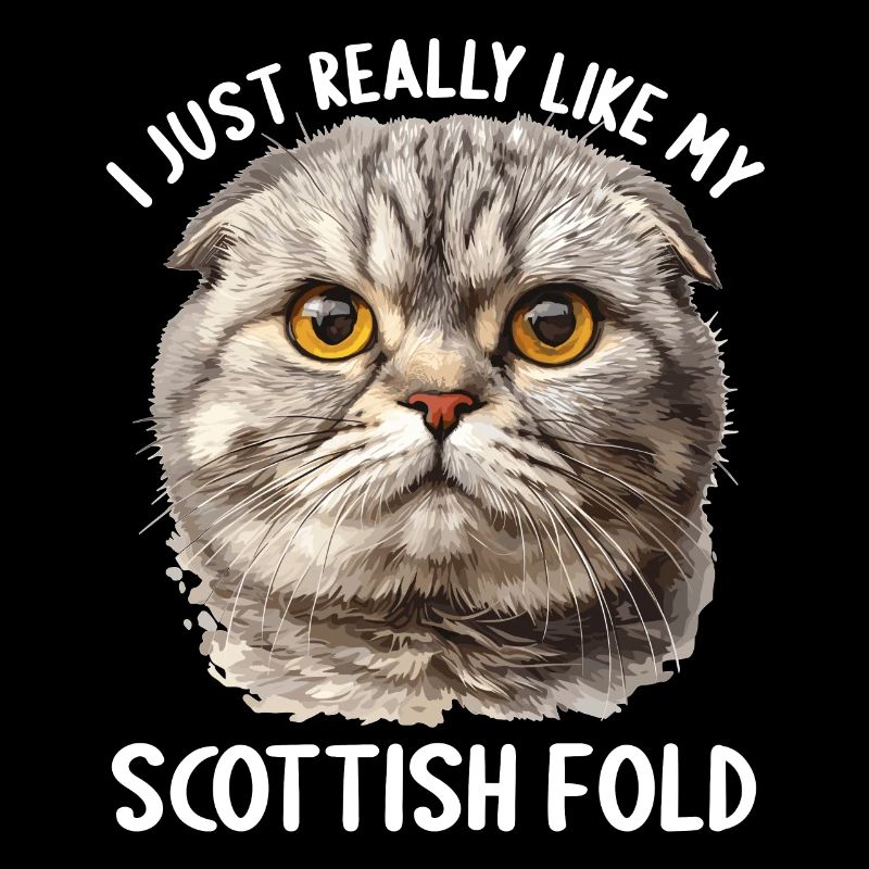 Scottish Fold Kitten Scottish Fold Cat