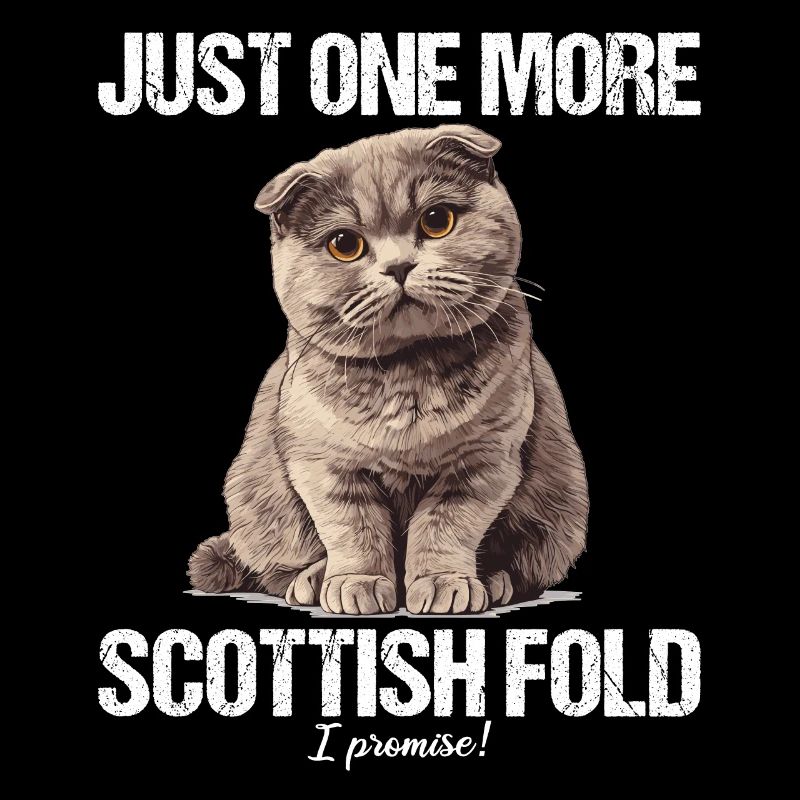 Scottish Fold Kitten Scottish Fold Cat
