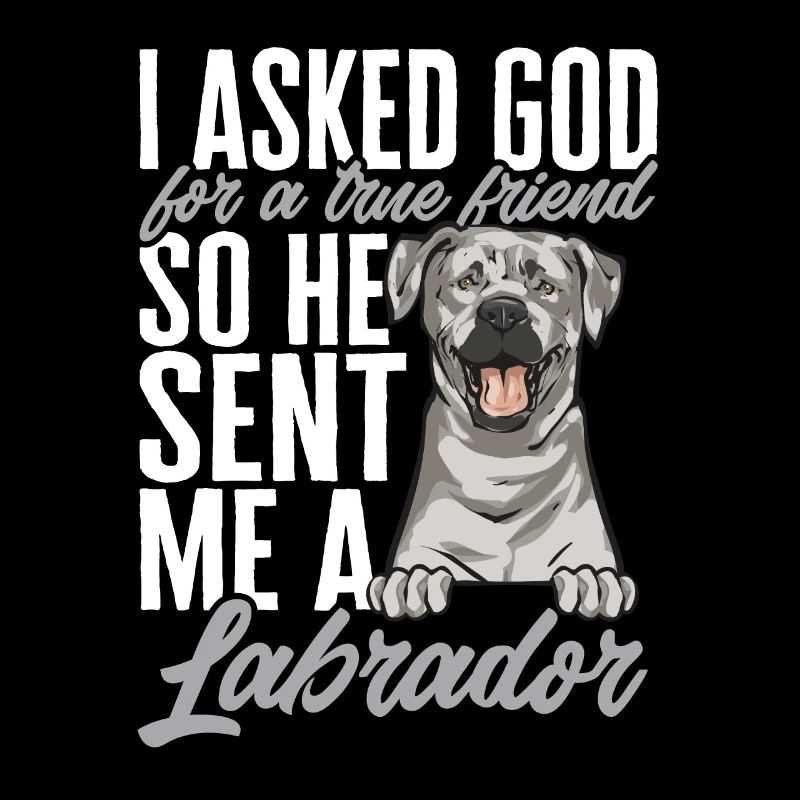 Silver Labrador Retriever Silver Lab