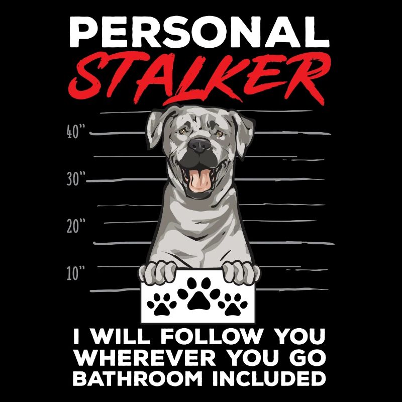 Silver Labrador Retriever Silver Lab