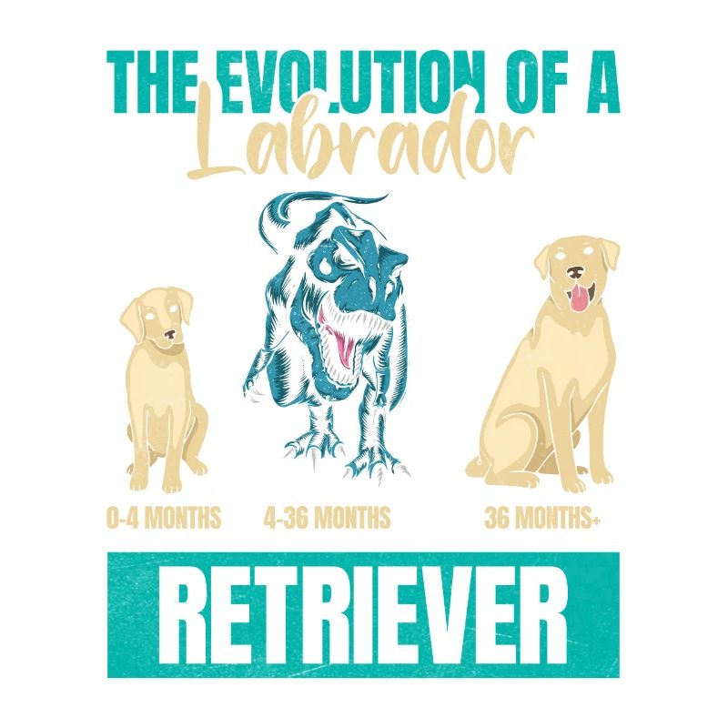 EVOLUTION D’UN PROPRIÉTAIRE DE LABRADOR RETRIEVER