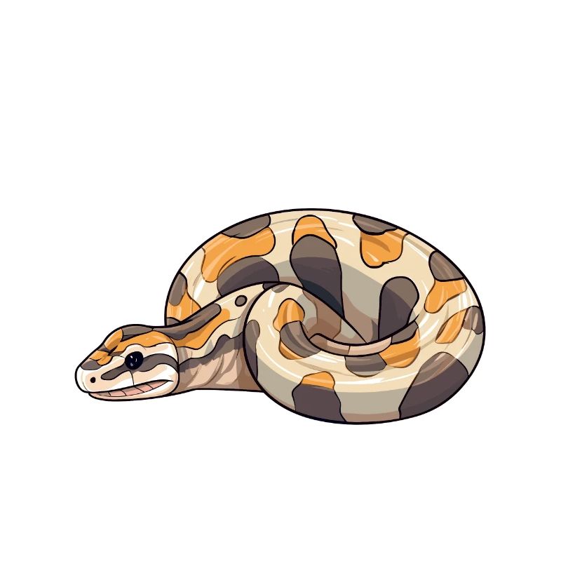Boule de banane Python Herpétologiste Boule de corail