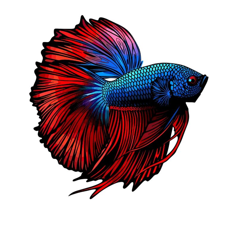 Bettas Betta Fish Betta