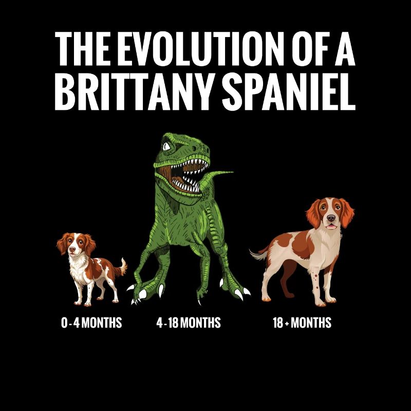 Die Evolution Eines Bretonischen Spaniel-hundes