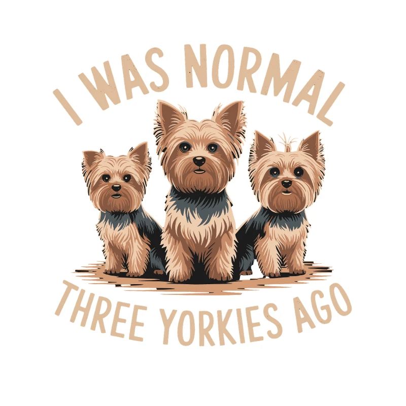 J’étais normal devant trois Yorkies Yorkshire Terrier
