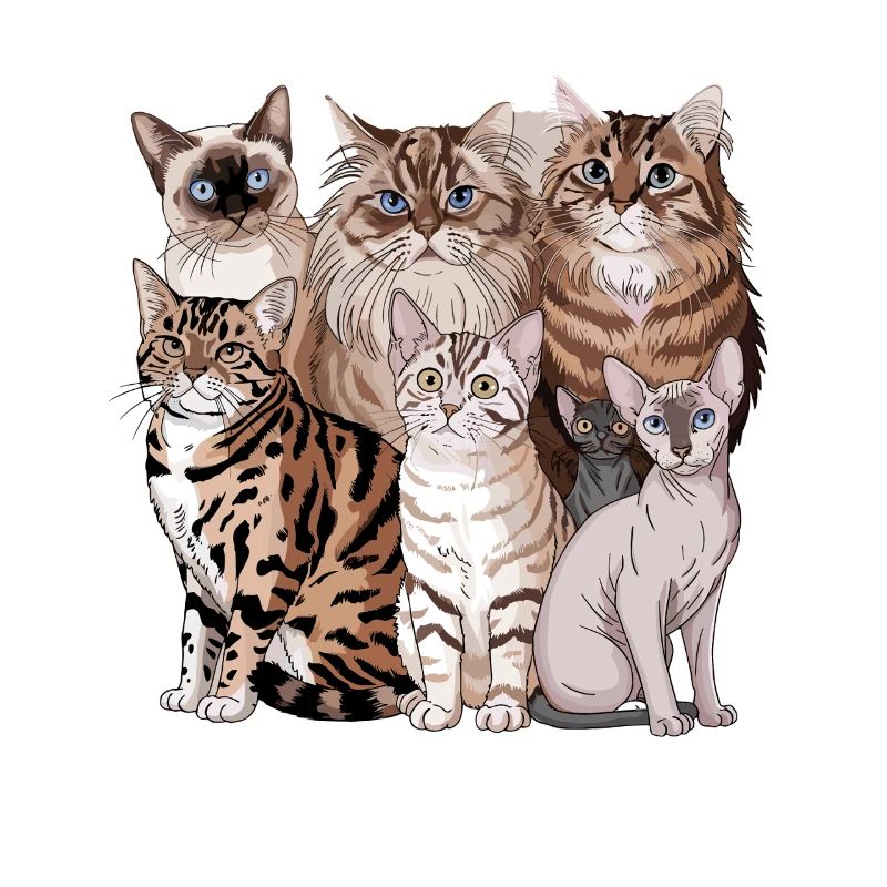 Different cat breeds illustration