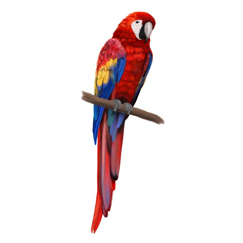 Parrot - Ara parrot