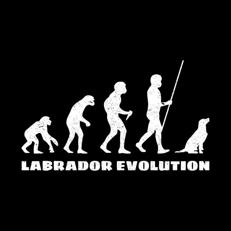 Évolution du Labrador