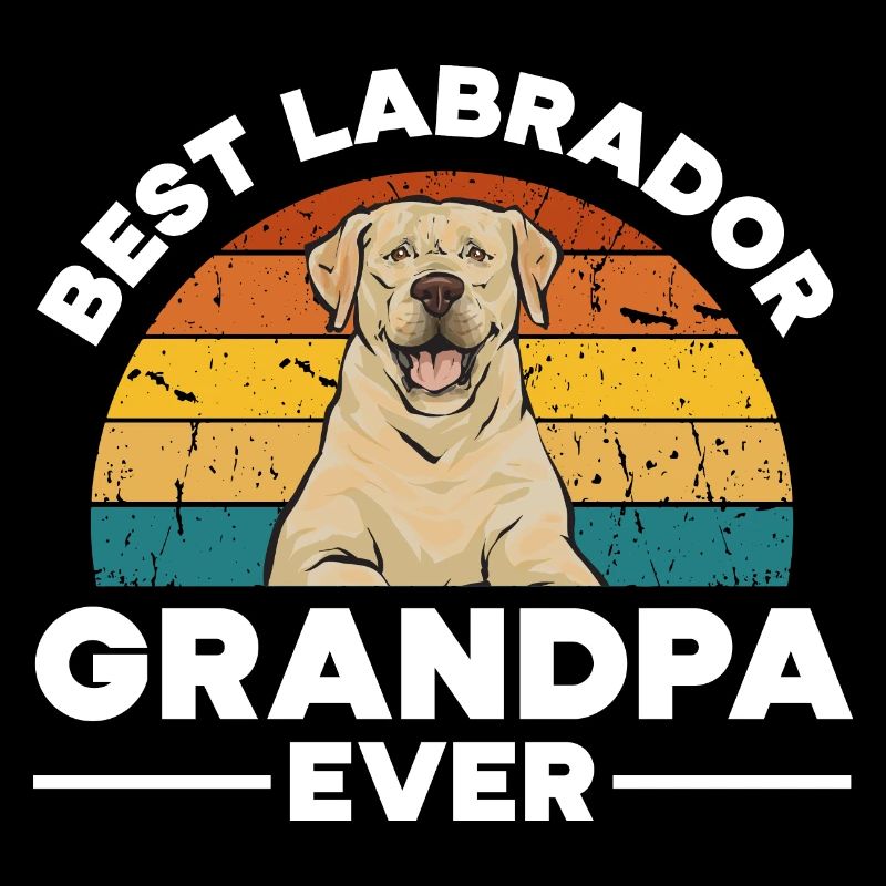 Labrador Retriever jaune