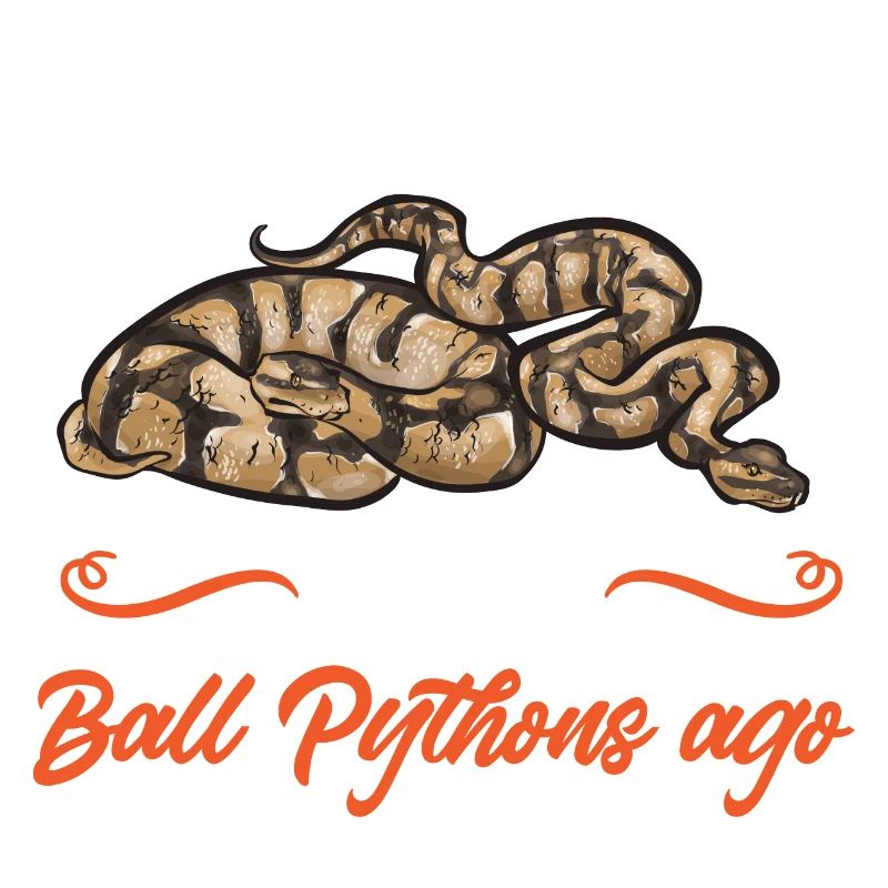 Ball Python Schlange Königspython