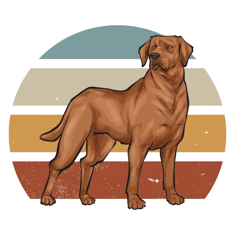 Fuchsroter Labrador Retriever Fox Red Labrador