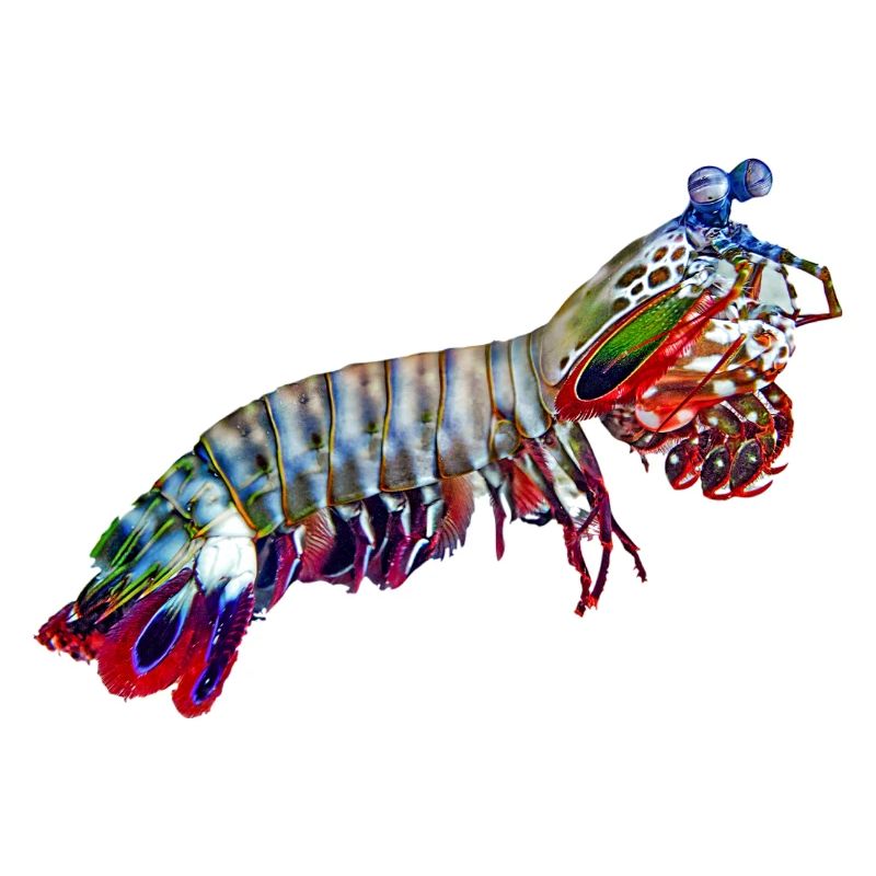 Mantis-Shrimp