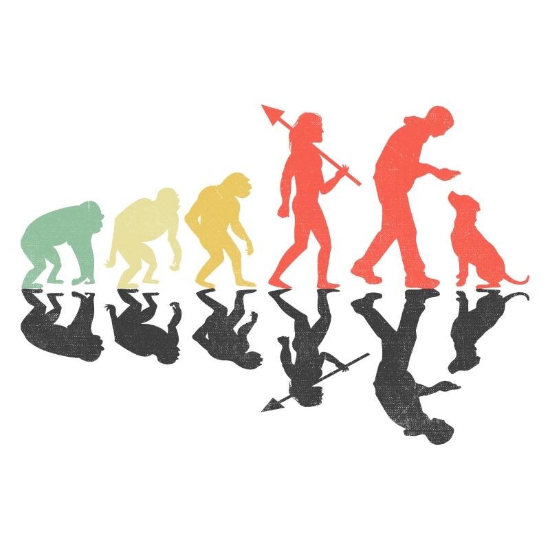Evolution Labrador Retriever Retrievers de laboratoire