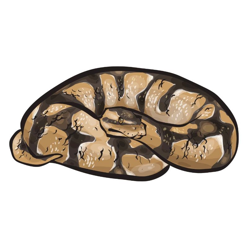 Ball Python Snake King Python