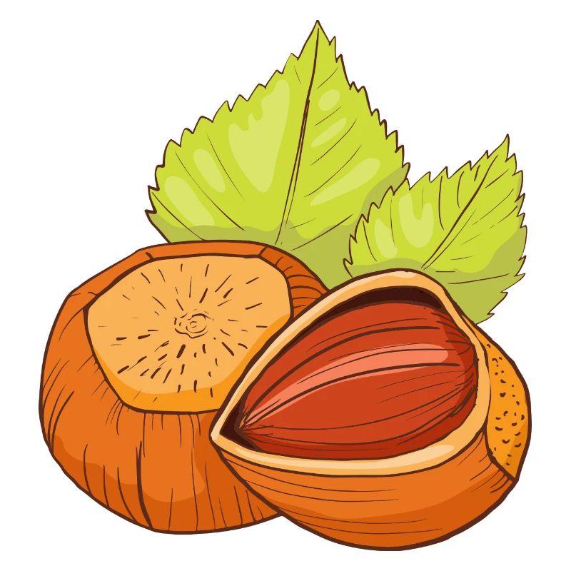 Hazelnut common hazelnut shrub